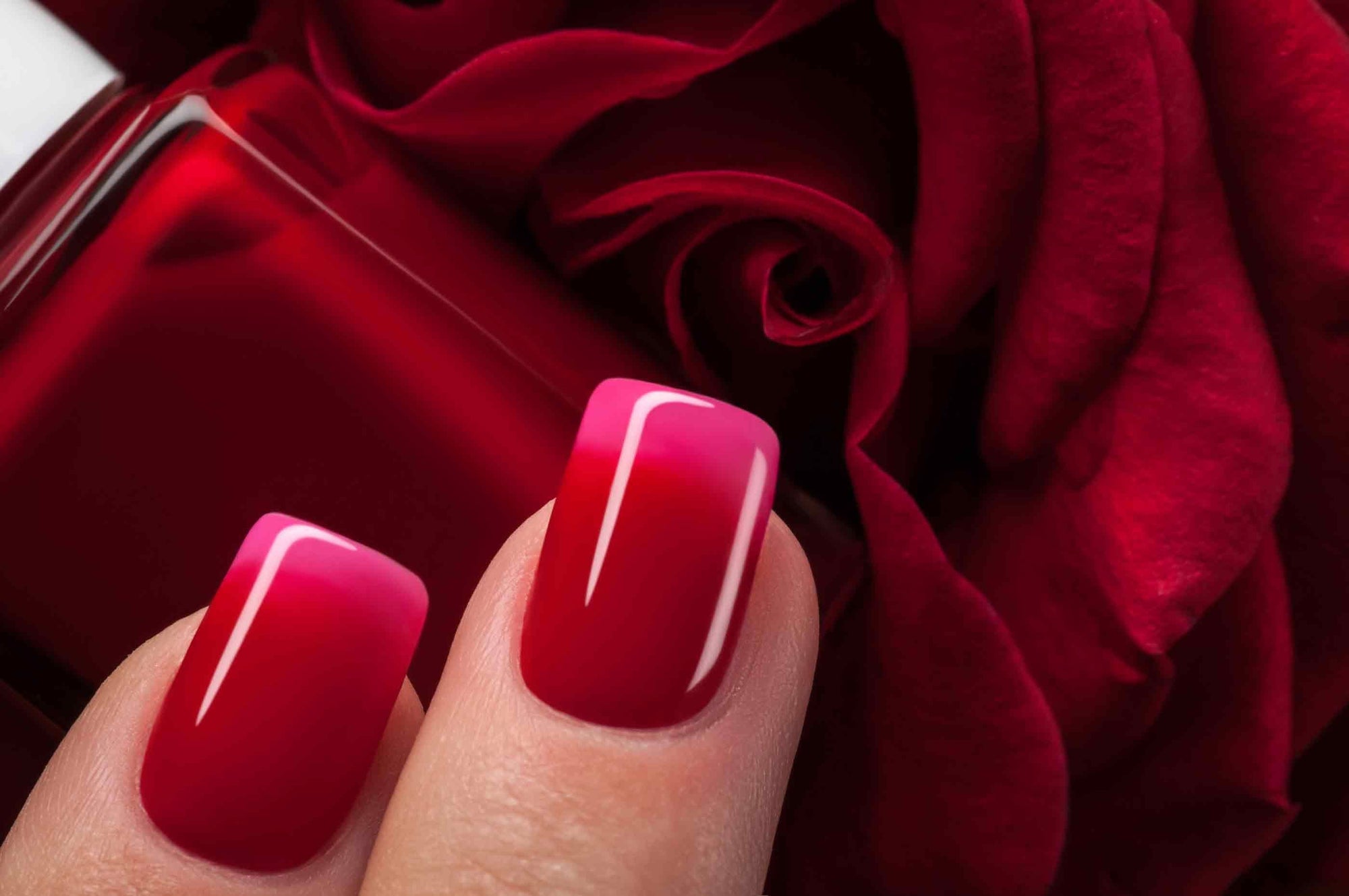 red gel manicured nails holding red rose and red gel polish bottle